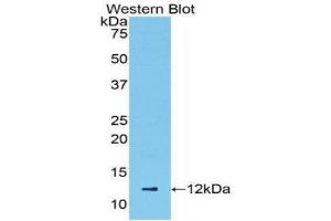 Western Blotting (WB) image for anti-Chemokine (C-C Motif) Ligand 5 (CCL5) (AA 24-91) antibody (ABIN3209289) (CCL5 Antikörper  (AA 24-91))