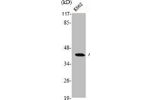 Western Blot analysis of K562 cells using Actin Polyclonal Antibody (ACTB/POTEKP/ACTG1 (C-Term) Antikörper)