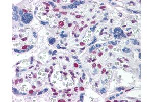 Anti-TOPORS antibody IHC of human placenta. (TOPORS Antikörper  (AA 98-206))