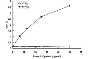 BMPR1A Protein (Gln223Asp-Mutant) (GST tag)