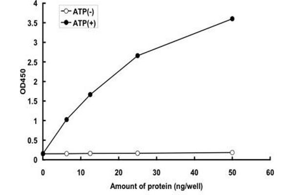 BMPR1A Protein (Gln223Asp-Mutant) (GST tag)