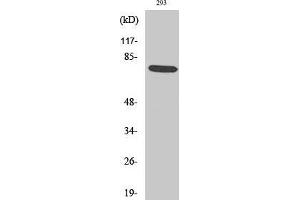 Western Blot (WB) analysis of 293 cells using Phospho-LIMK-1 (T508) Polyclonal Antibody. (LIM Domain Kinase 1 Antikörper  (pThr508))