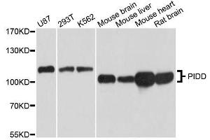Western blot analysis of extracts of various cell lines, using PIDD antibody. (PIDD Antikörper  (AA 1-85))