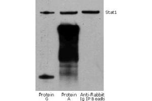 Rabbit IP / Western Blot: Jurkat cell lysate (0. (Kaninchen TrueBlot® Anti-Kaninchen IgG HRP)