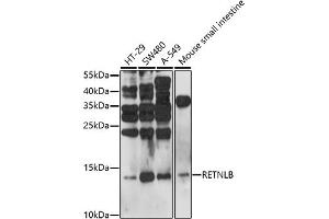Western blot analysis of extracts of various cell lines, using RETNLB antibody (ABIN7269919) at 1:1000 dilution. (RETNLB Antikörper  (AA 1-111))