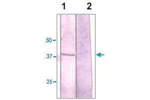 The NIH/3T3 cell lysate was resolved onto 10% SDS-PAGE, transferred onto NC membrane, and followed by an immunoblotting with GSK3A polyclonal antibody  at 1 : 500 (lane 1). (GSK3 alpha Antikörper  (N-Term))