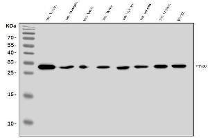 Western blot analysis of FADD using anti-FADD antibody (ABIN7602804). (FADD Antikörper  (C-Term))
