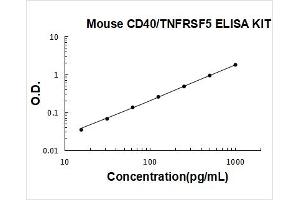 CD40 (CD40) ELISA Kit