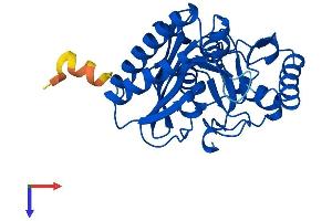 Protein Structure (PS) image for Inositol(myo)-1(or 4)-Monophosphatase 2 (IMPA2) (AA 1-288) protein (His tag) (ABIN7548515)