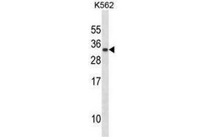 PRL Antibody (C-term) western blot analysis in K562 cell line lysates (35µg/lane).
