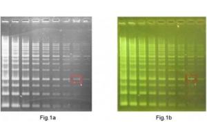 1KB DNA Ladder was 2X serial diluted (from 1 to 256 dilution, and the concentration of the red mark is 0. (Novel Green Plus (20000X) (DNA Staining Reagent))