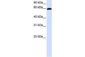 WB Suggested Anti-ZNF37A Antibody Titration:  0. (ZNF37A Antikörper  (C-Term))