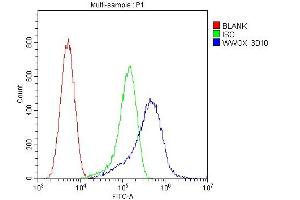 Flow Cytometry analysis of U20S cells using anti-WWOX antibody (ABIN6719627). (WWOX Antikörper  (AA 1-245))