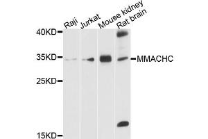 Western blot analysis of extracts of various cell lines, using MMACHC antibody. (MMACHC Antikörper)