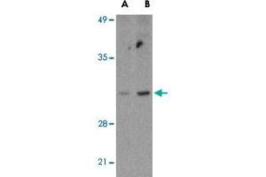 Western blot analysis of BCL2L14 in U-937 cell lysates with BCL2L14 polyclonal antibody  at (A) 2. (BCL2L14 Antikörper  (C-Term))