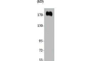 Western Blot analysis of various cells using CUX1 Polyclonal Antibody (CUX1 Antikörper  (N-Term))