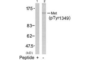 Western blot analysis of extracts from HepG2 cells using Met(Phospho-Tyr1349) Antibody(Lane 2) and the same antibody preincubated with blocking peptide(Lane1). (c-MET Antikörper  (pTyr1349))