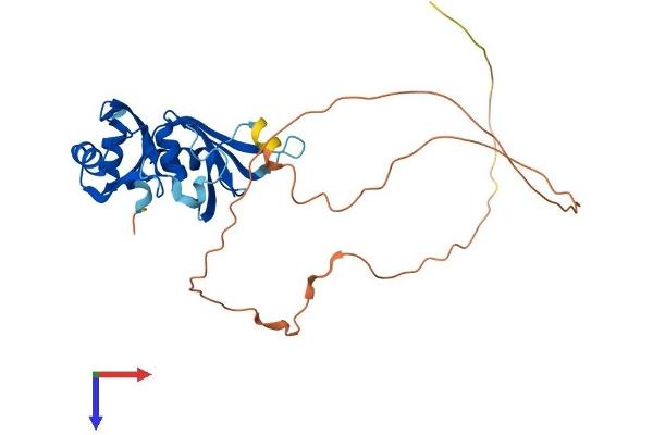 HNRNPA0 Protein (AA 1-305) (His tag)