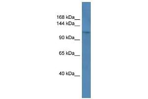 Western Blot showing COL1A1 antibody used at a concentration of 1-2 ug/ml to detect its target protein.