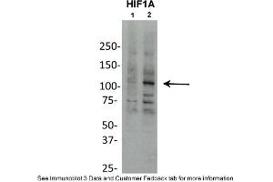 Sample Type: Chicken Liver Nuclei (50ug)Primary Dilution: 1:1000Secondary Antibody: goat anti-rabbit HRPSecondary Dilution: 1:2000Image Submitted By: Silvia MooreWeill Cornell Medical College (HIF1A Antikörper  (Middle Region))