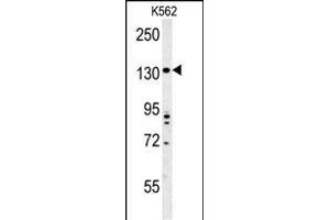 TMEM132D Antibody (C-term) (ABIN653969 and ABIN2843919) western blot analysis in K562 cell line lysates (35 μg/lane). (TMEM132D Antikörper  (C-Term))