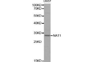 Western blot analysis of extracts of U937 cell line, using NAT1 antibody. (NAT1 Antikörper  (AA 1-290))