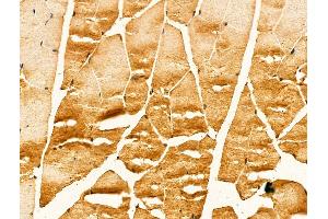 ABIN7094261 and ABIN7098308 at 1/100 staining Mouse muscle tissue by IHC-P. (GM2A Antikörper  (Internal Region))