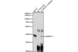 Immunoprecipitation analysis of 300 μg extracts of K-562 cells using 3 μg hnRNP C antibody (ABIN7267630). (HNRNPC Antikörper)