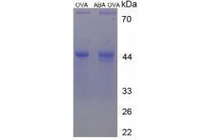 Image no. 1 for Abscisic Acid (ABA) peptide (Ovalbumin) (ABIN5666060) (Abscisic Acid (ABA) peptide (Ovalbumin))