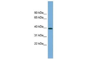 PLEKHA1 antibody used at 1 ug/ml to detect target protein.