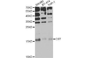 Western blot analysis of extracts of various cell lines, using CST1 Antibody (ABIN6293854) at 1:1000 dilution. (CST1 Antikörper)