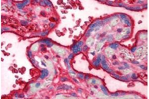 Human Placenta (formalin-fixed, paraffin-embedded) stained with TF antibody ABIN293195 at 10 ug/ml followed by biotinylated anti-mouse IgG secondary antibody ABIN481714, alkaline phosphatase-streptavidin and chromogen. (Transferrin Antikörper)