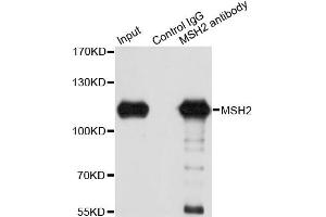 Immunoprecipitation analysis of 150 μg extracts of A549 cells using 3 μg MSH2 antibody (ABIN5970471). (MSH2 Antikörper)