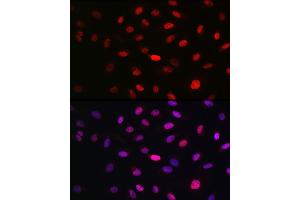 Immunofluorescence analysis of U2OS cells using WBP11 Rabbit pAb (ABIN7271390) at dilution of 1:100 (40x lens). (WBP11 Antikörper  (AA 1-140))