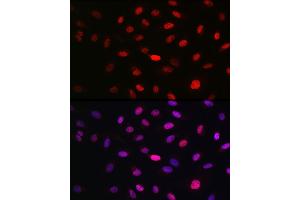 Immunofluorescence analysis of U2OS cells using WBP11 Rabbit pAb (ABIN7271390) at dilution of 1:100 (40x lens).