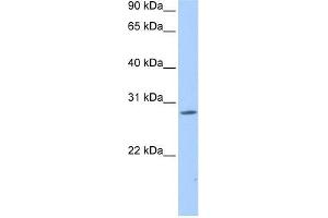 NRIP3 antibody used at 0. (NRIP3 Antikörper  (Middle Region))