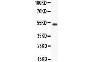 Anti- GFRA1 antibody, Western blotting All lanes: Anti GFRA1  at 0. (GFRA1 Antikörper  (AA 25-227))