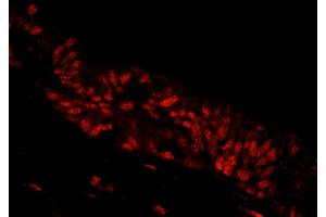 Immunofluorescence (IF) image for anti-NLR Family, Pyrin Domain Containing 2 (NLRP2) (AA 704-754) antibody (ABIN7448989) (NLRP2 Antikörper  (AA 704-754))