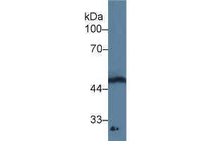 Western blot analysis of Rat Spinal cord lysate, using Human GDF11 Antibody (3 µg/ml) and HRP-conjugated Goat Anti-Mouse antibody ( (GDF11 Antikörper  (AA 138-386))