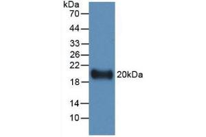 Western Blot; Sample: Recombinant IL19, Human. (IL-19 Antikörper  (AA 25-177))