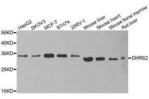 Western blot analysis of extracts of various cell lines, using DHRS2 antibody.