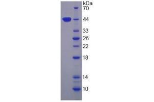 SDS-PAGE (SDS) image for Arginase, Type II (ARG2) (AA 23-354) protein (His tag) (ABIN1078905)