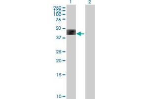Western Blot analysis of FUT1 expression in transfected 293T cell line by FUT1 MaxPab polyclonal antibody.