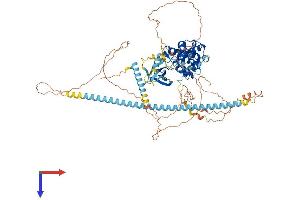 CDK11 Protein (AA 1-795) (His tag)