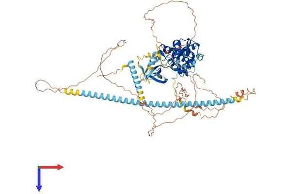 CDK11 Protein (AA 1-795) (His tag)