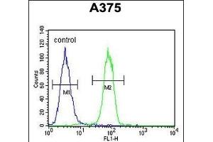 ECE-1 Antibody (C-term) (ABIN652254 and ABIN2841063) flow cytometric analysis of  cells (right histogram) compared to a negative control cell (left histogram). (ECE1 Antikörper  (AA 528-556))