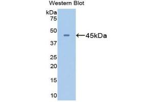 Detection of Recombinant GS, Mouse using Polyclonal Antibody to Glutamine synthetase (GS) (GLN1 Antikörper  (AA 1-373))