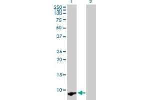 Western Blot analysis of TMSB4X expression in transfected 293T cell line by TMSB4X MaxPab polyclonal antibody. (TMSB4X Antikörper  (AA 1-44))