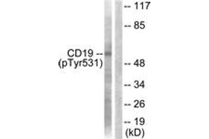 Western blot analysis of extracts from COS7 cells treated with Serum 10% 30', using CD19 (Phospho-Tyr531) Antibody. (CD19 Antikörper  (pTyr531))