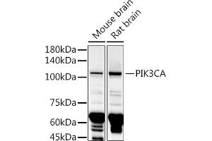 Western blot analysis of extracts of various cell lines, using PIK3CA antibody (ABIN6134411, ABIN6145635, ABIN6145637 and ABIN6216129) at 1:1000 dilution. (PIK3CA Antikörper)